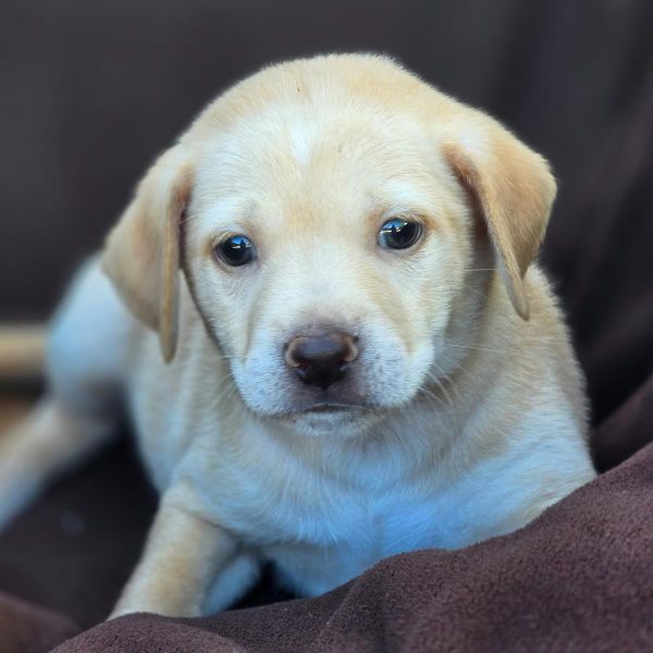 Royal Pup - Edward
