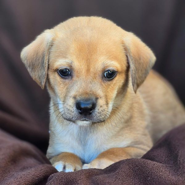 Royal Pup - Louis
