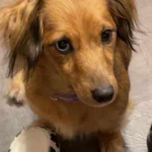 Winnie The Weenie