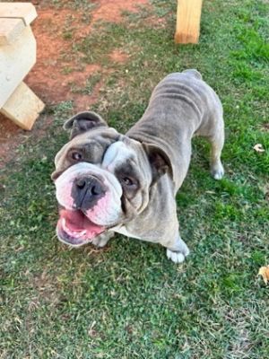 Mr.Beefy