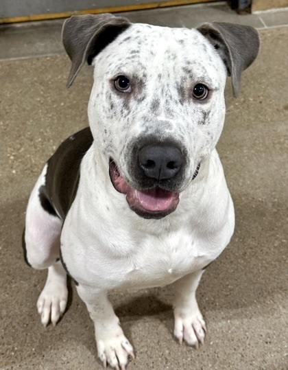 Dottie