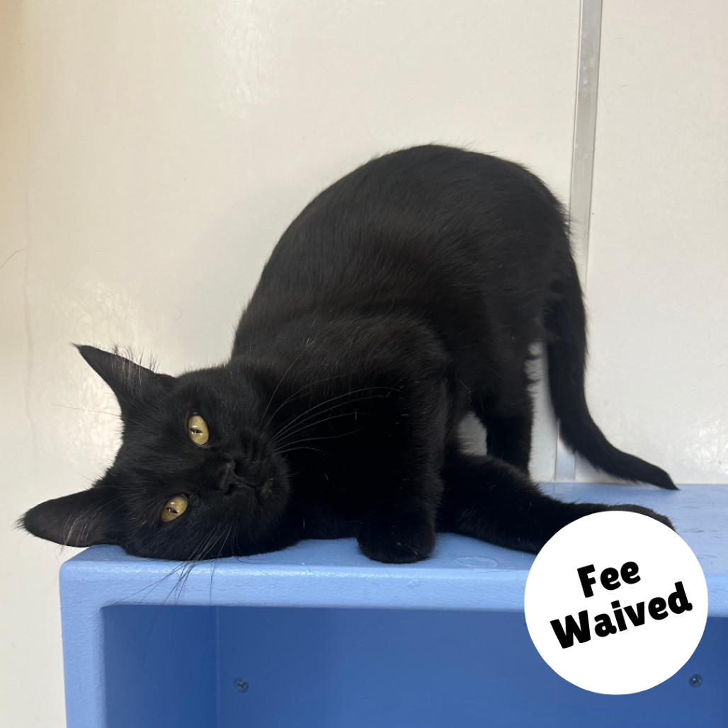 Opal, an adoptable Domestic Short Hair in Glenwood Springs, CO, 81601 | Photo Image 1