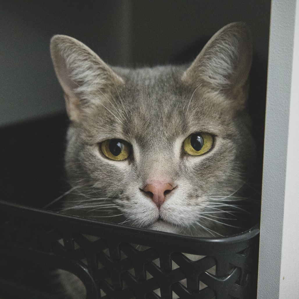 Cuddles (Holland Cat Cove)