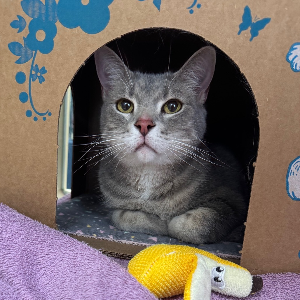 Cuddles (Holland Cat Cove)