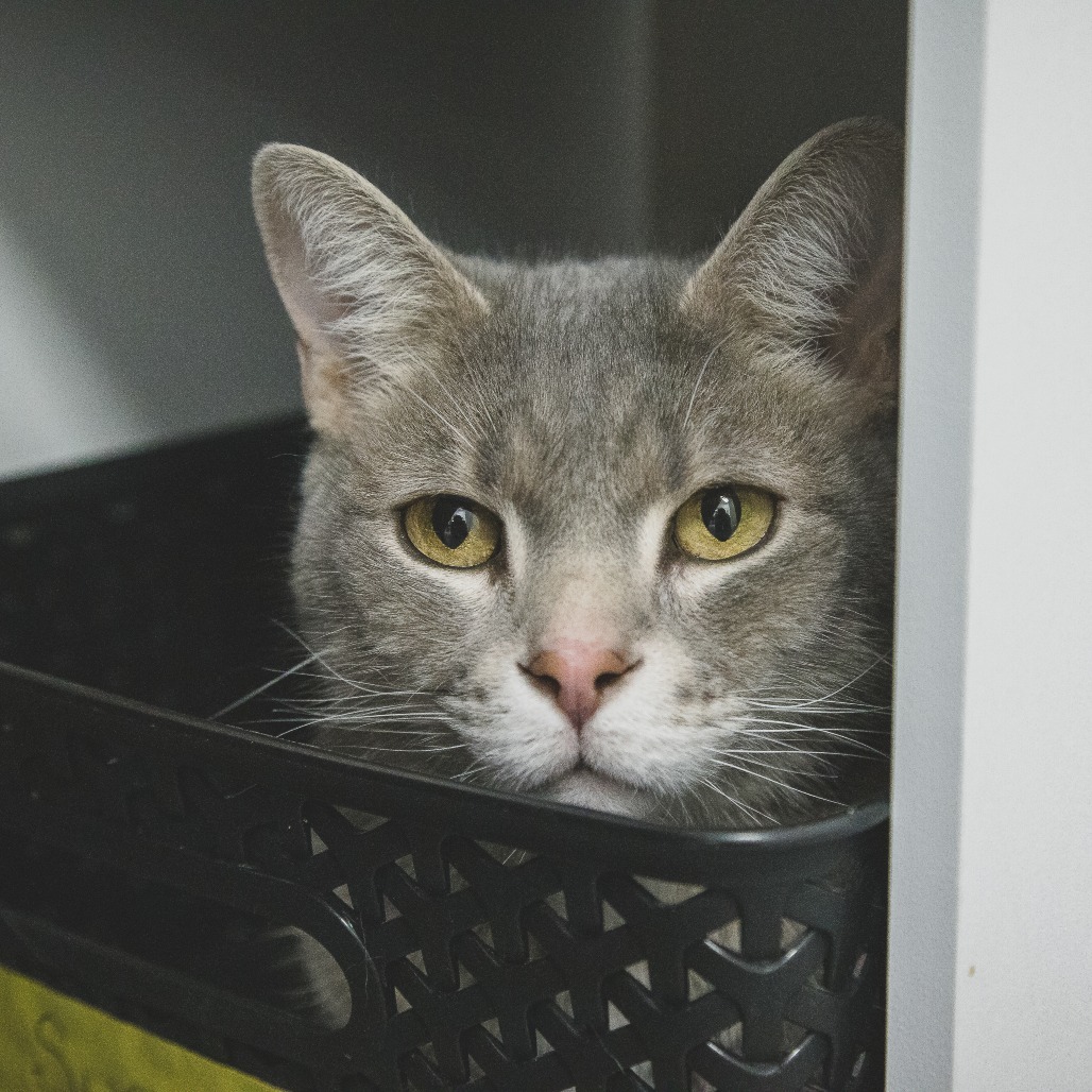 Cuddles (Holland Cat Cove)