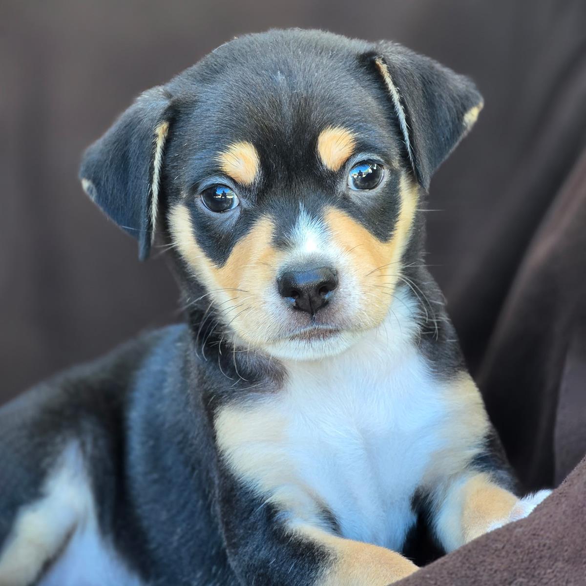 Royal Pup - Timothy - Adopted!