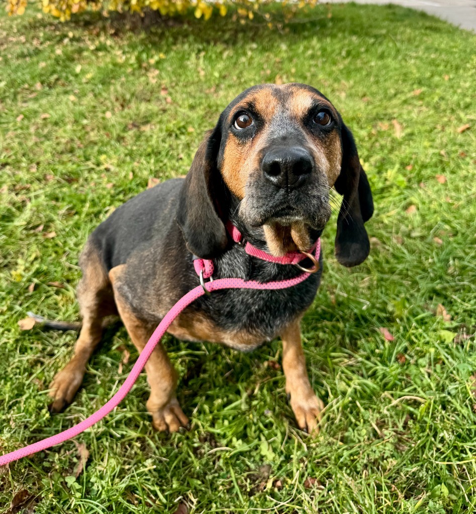 Apple, an adoptable Hound in Gillette, WY, 82716 | Photo Image 1