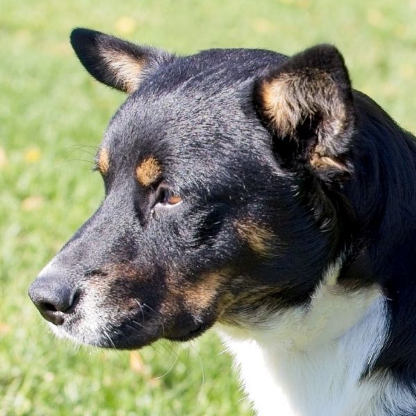 Koda