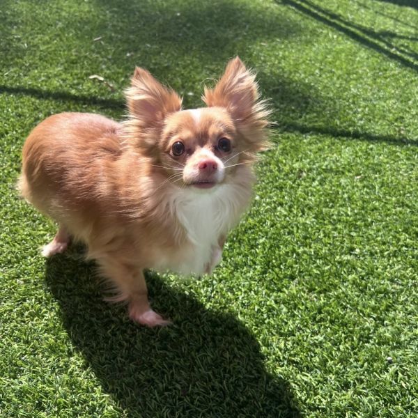 Dixie