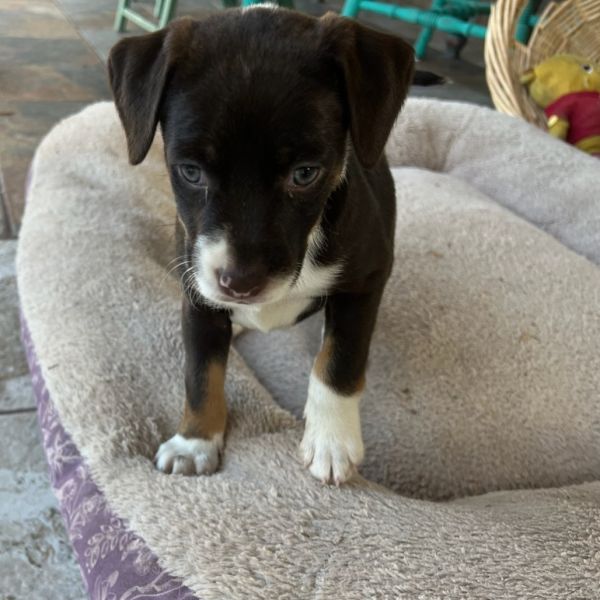 Mocha