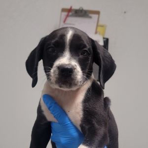 Cowboy FKA Tangerine