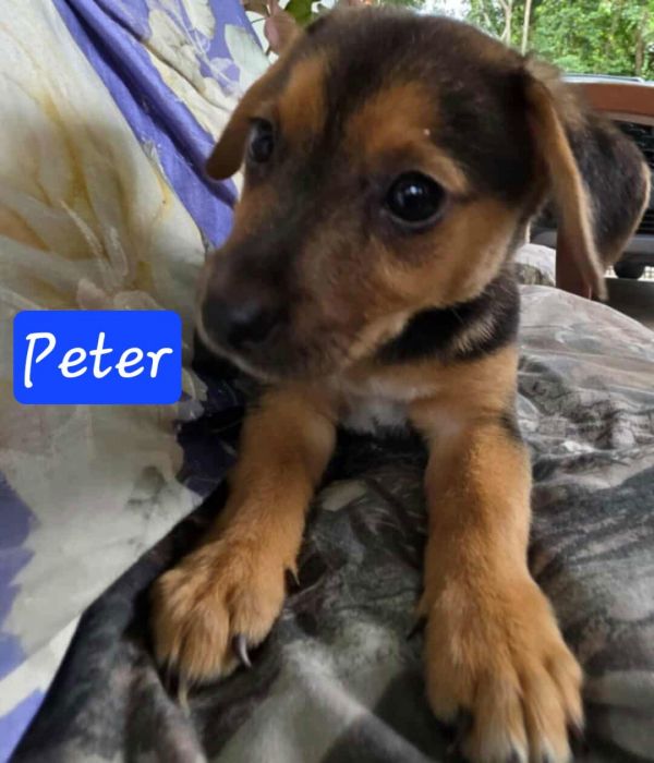 Peter