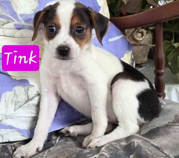 Tinkerbell