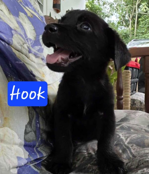 Hook