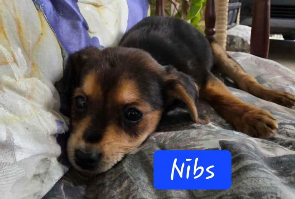 Nibs