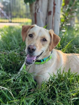 Copper aka Dash