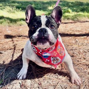 Lila (Benefactor Dog)
