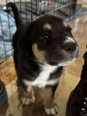 Pup 1 - ADOPTION PENDING!!