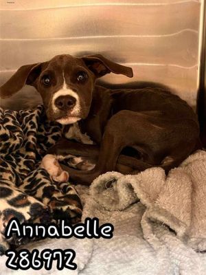 ANNABELLE