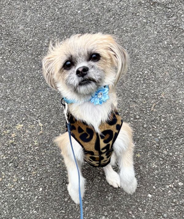 Stella Nj thumbnail 3