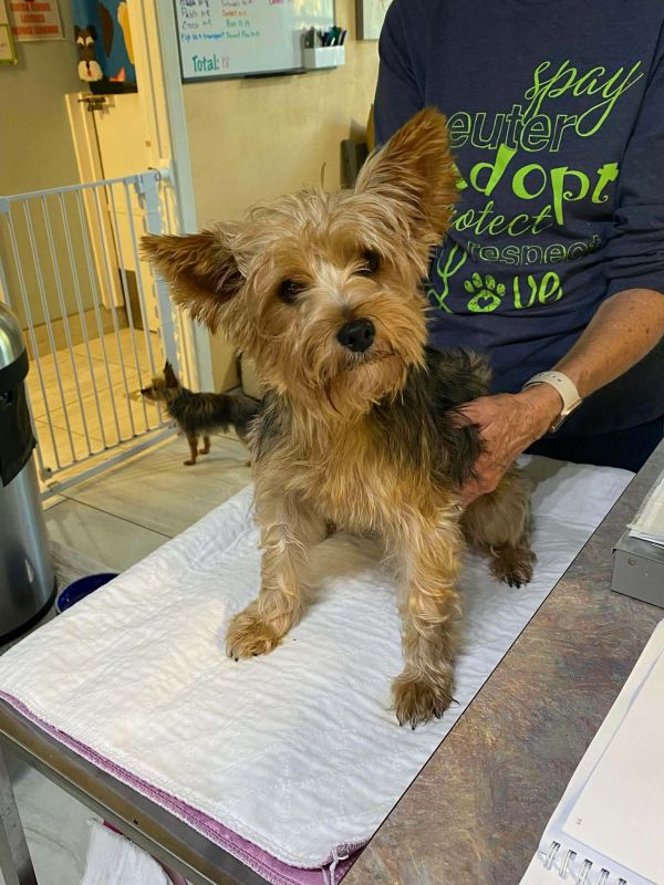 Randi (NOT YET AVAILABLE)