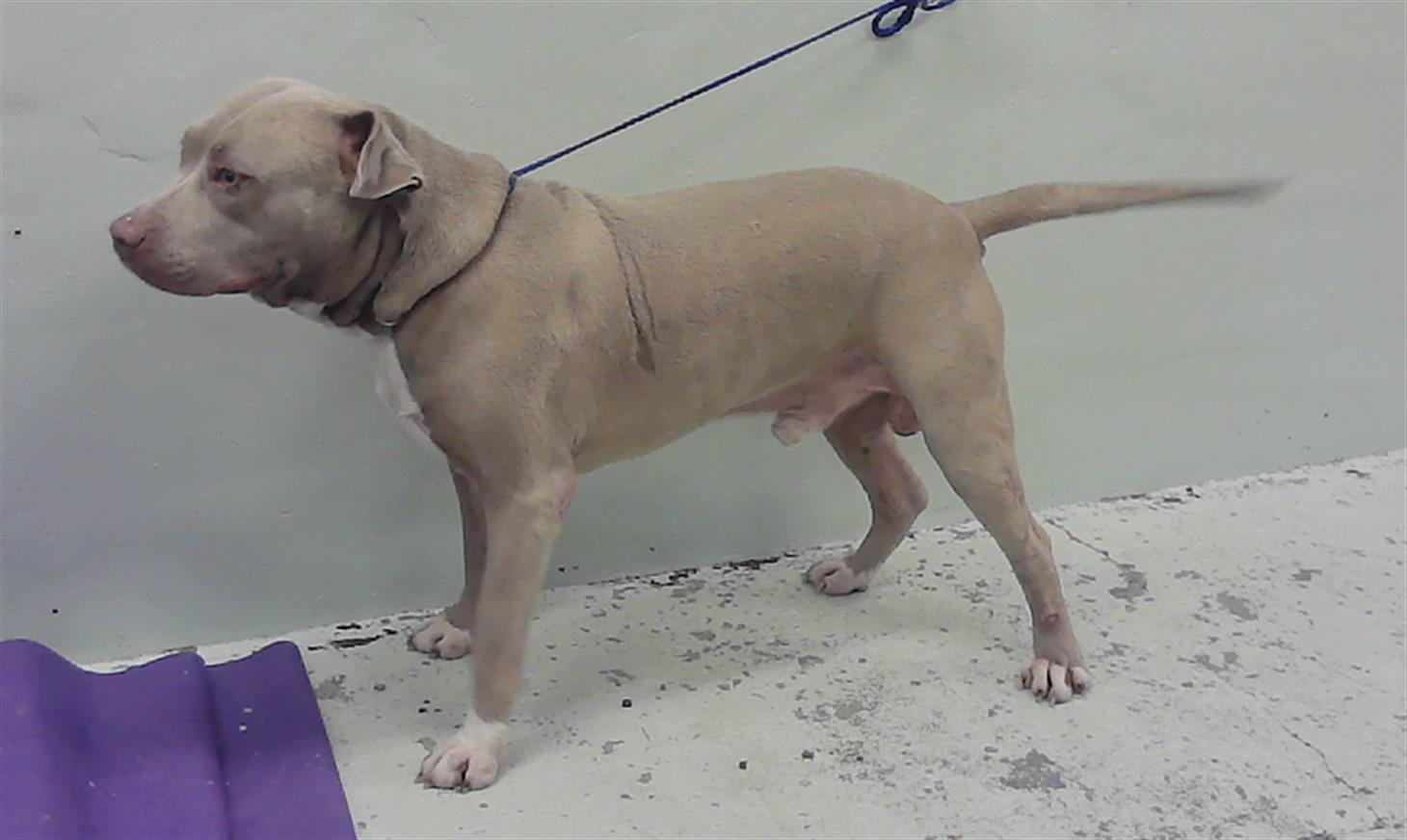 NANO, an adoptable Bullmastiff, Mixed Breed in Houston, TX, 77026 | Photo Image 1