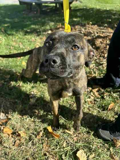 Pepper