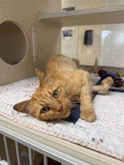 James, an adoptable Domestic Short Hair in Hutchinson, KS, 67504 | Photo Image 2