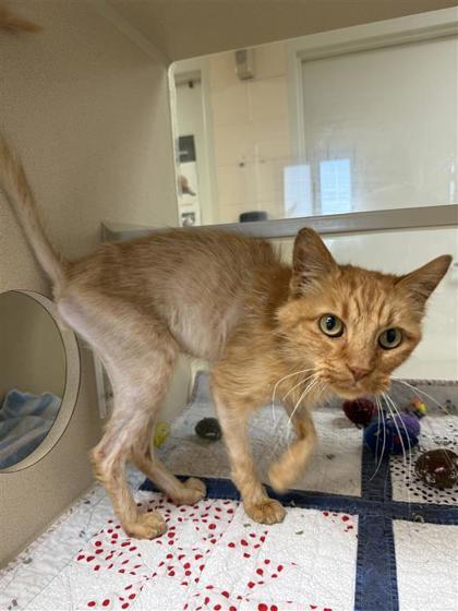 James, an adoptable Domestic Short Hair in Hutchinson, KS, 67504 | Photo Image 3