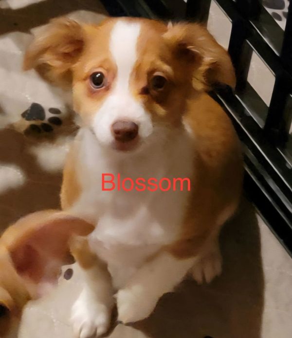 Blossom Jul 25 - A Gigi Pup
