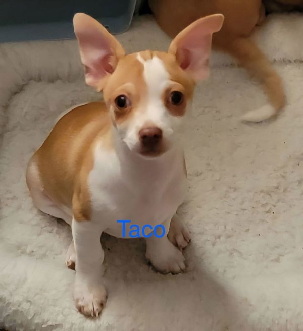 Taco Jul 25 - A Gigi Pup