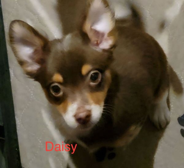 Daisy Jul 25 - A Gigi Pup