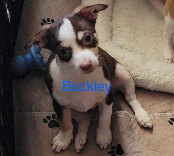 Buckley Jul 25 - A Gigi Pup