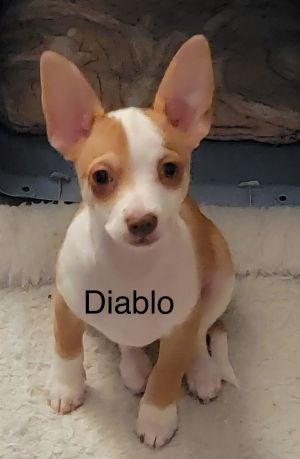 Diablo Jul 25 - A Gigi Pup