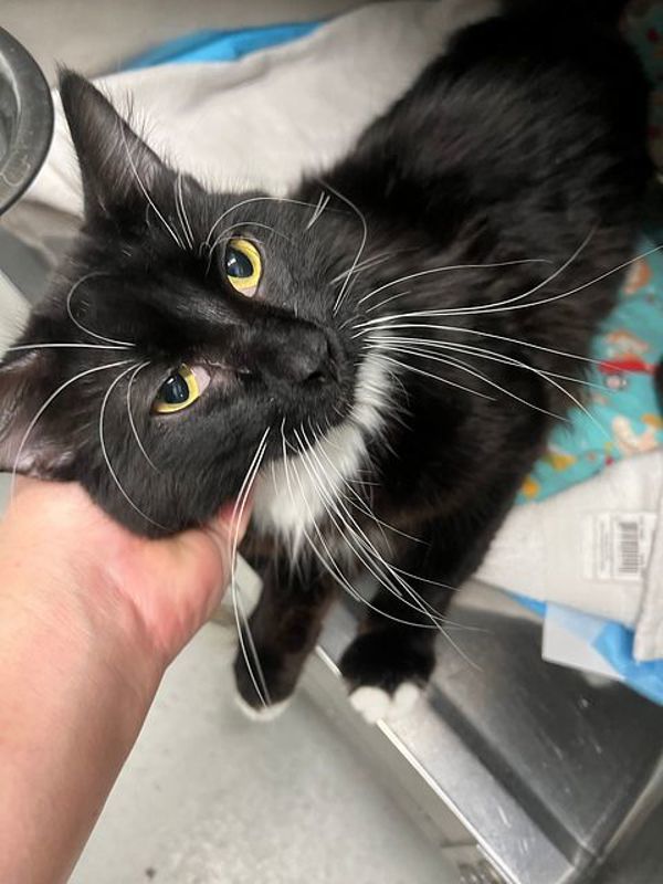Snyder, an adoptable Domestic Medium Hair in Great Falls, MT, 59405 | Photo Image 1