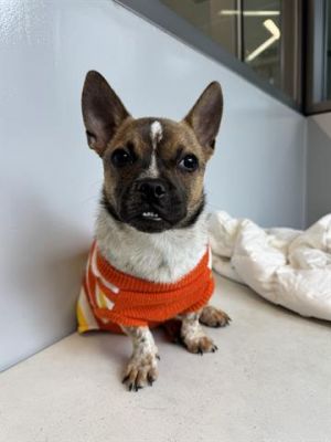BENJI