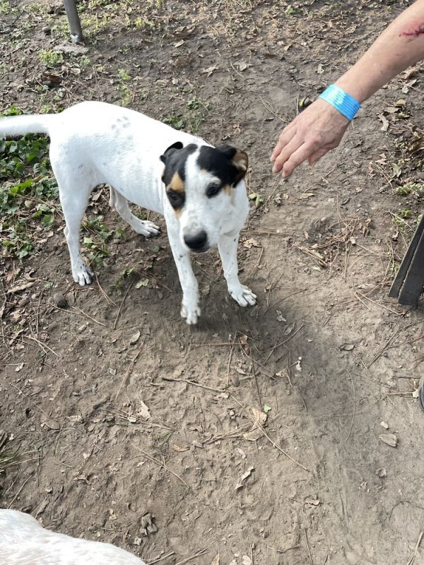 Bonnie  B Litter thumbnail 2