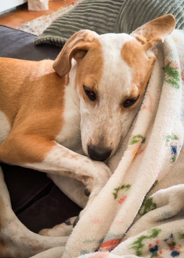 Bodie  B Litter thumbnail 4