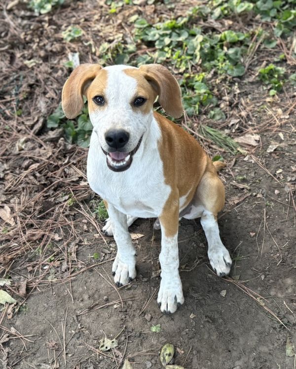 Bodie  B Litter thumbnail 6