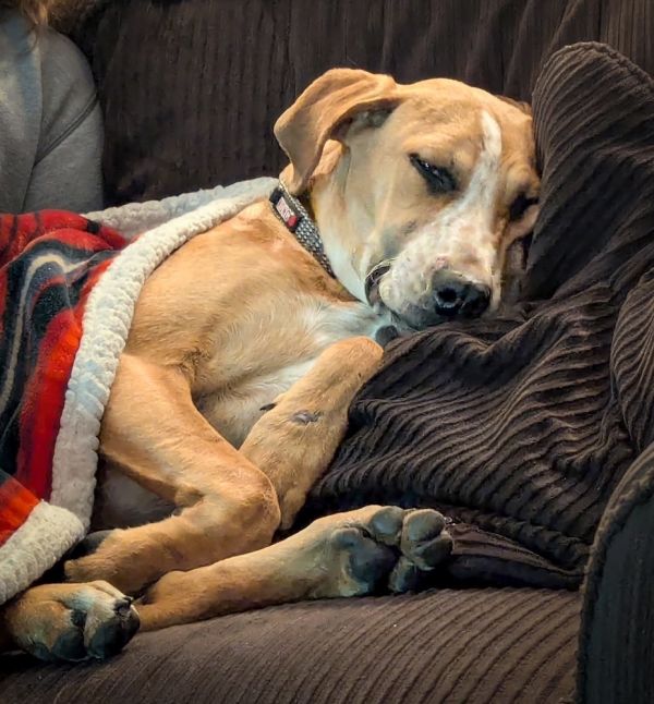 Barkley  B Litter thumbnail 4