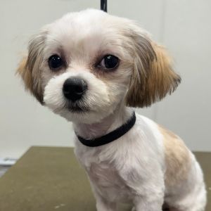 Georgie