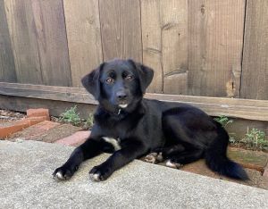 Stella