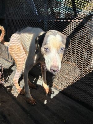Creck-Adoptable Awaiting S/N