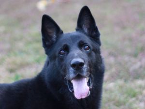 Samson *Courtesy Listing*