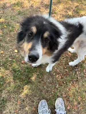 Raiden (In Foster)