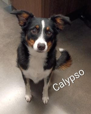 Calypso