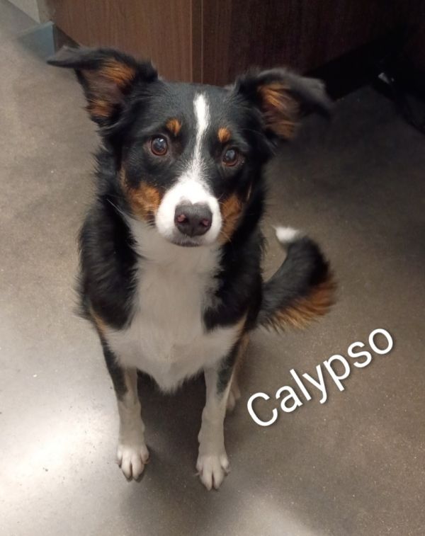 Calypso