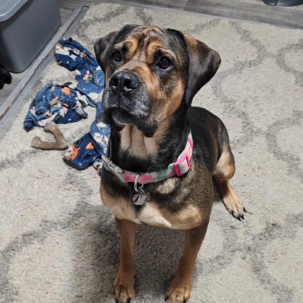 Rosie, an adoptable Bullmastiff in Colorado Springs, CO, 80907 | Photo Image 1