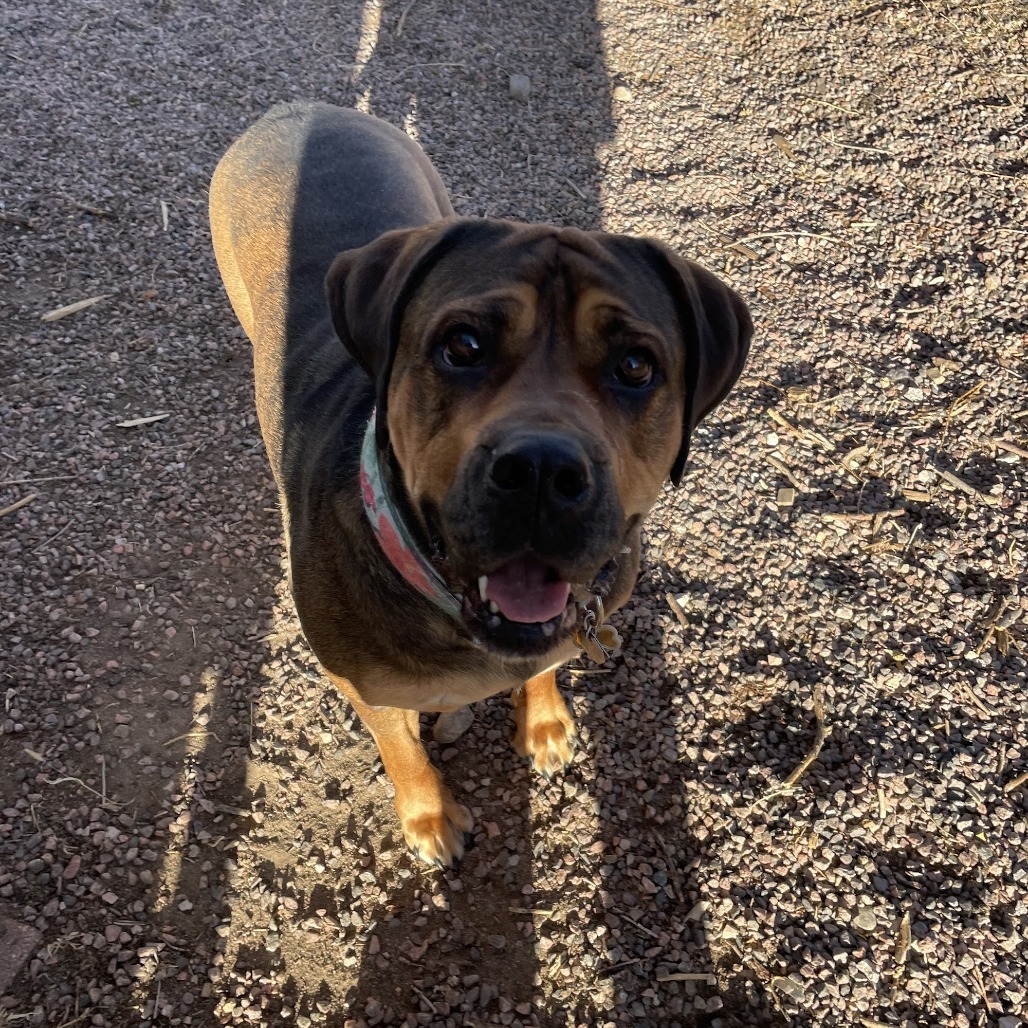 Rosie, an adoptable Bullmastiff in Colorado Springs, CO, 80907 | Photo Image 2