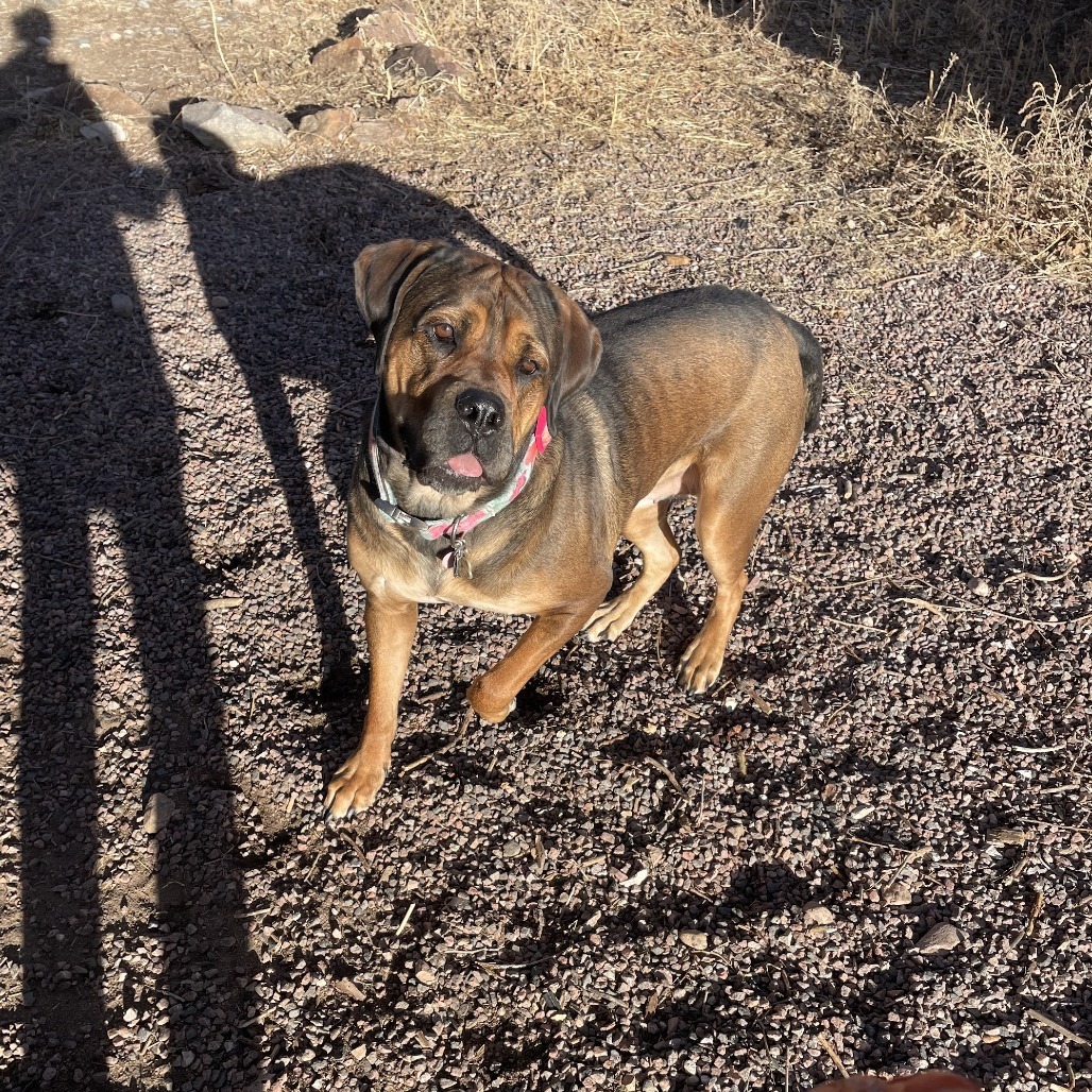 Rosie, an adoptable Bullmastiff in Colorado Springs, CO, 80907 | Photo Image 3